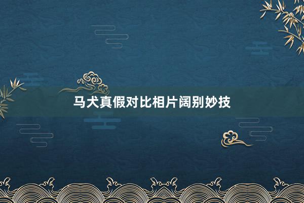 马犬真假对比相片阔别妙技